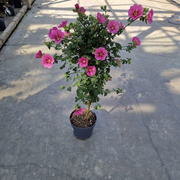 Anisodontea capensis