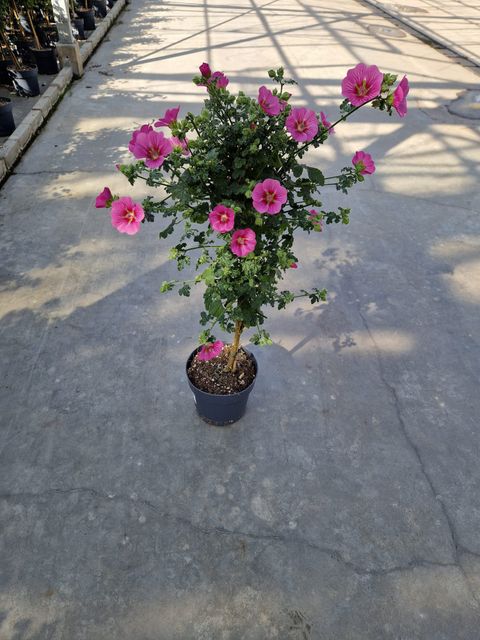 Anisodontea capensis