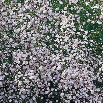 Gypsophila 'Rosenschleier'