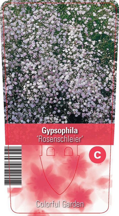 Gypsophila 'Rosenschleier'