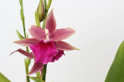 Miltonia