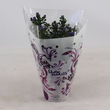 Aster SHOWMAKERS ENDLESS BLUE