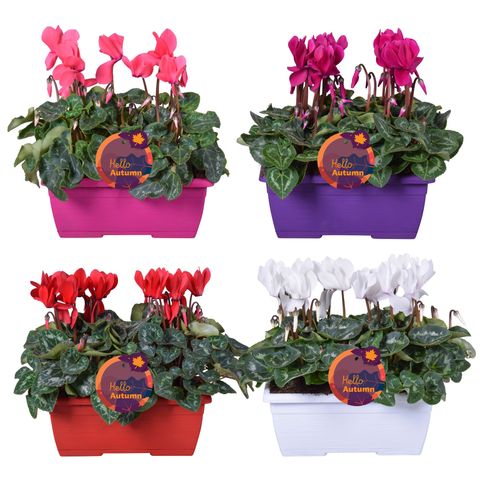 Cyclamen persicum SUPER SERIE S ALLURE MIX