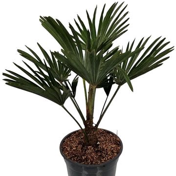 Trachycarpus wagnerianus