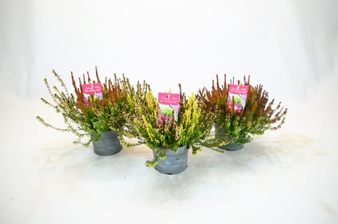 Erica carnea Winter Ladies 'Winter Crown'