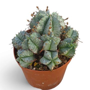 Euphorbia horrida alba