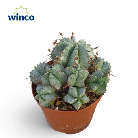 Euphorbia horrida alba