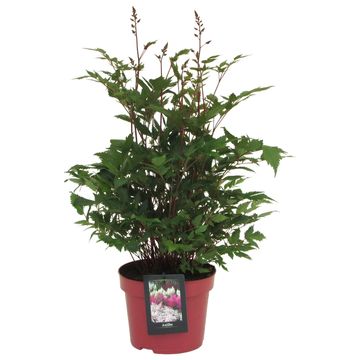 Astilbe 'Montgomery'