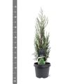 Juniperus scopulorum 'Moonglow'