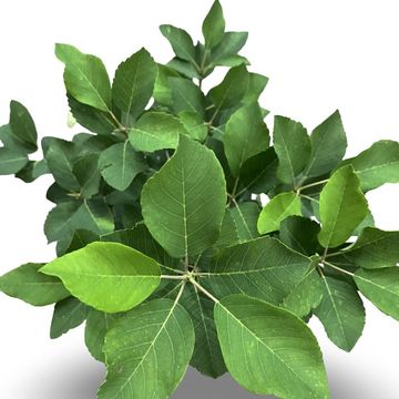 Amelanchier alnifolia 'Obelisk'