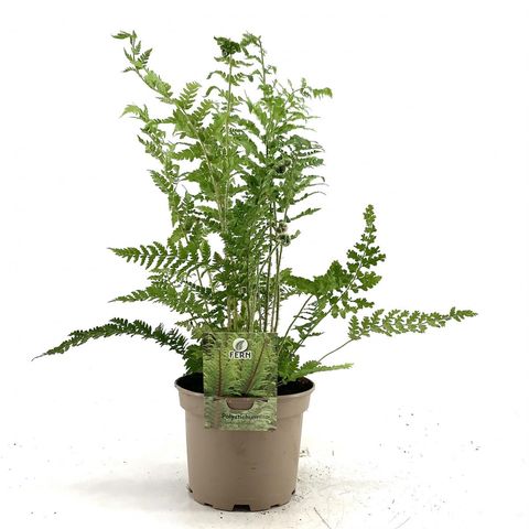 Polystichum setiferum 'Dahlem'