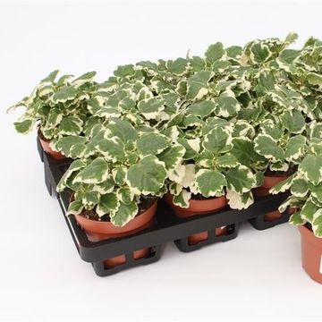 Plectranthus coleoides