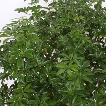 Schefflera arboricola 'Luseana'