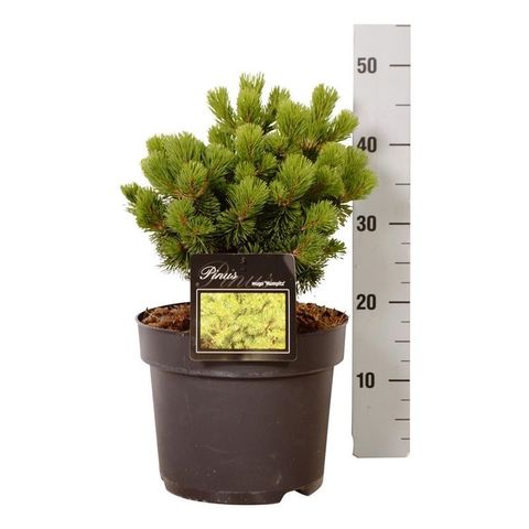 Pinus mugo 'Mumpitz'