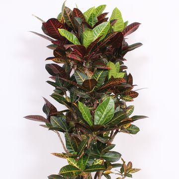 Codiaeum variegatum 'Petra'