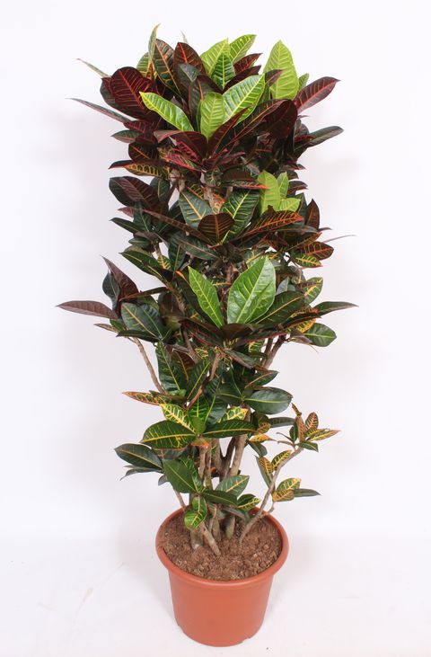 Codiaeum variegatum 'Petra'