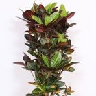 Codiaeum variegatum 'Petra'