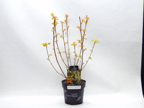Physocarpus opulifolius ЭМБЕР ДЖУБИЛИ