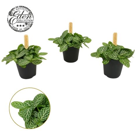 Fittonia verschaffeltii