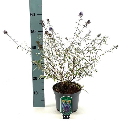 Buddleja davidii 'Нано Блю'