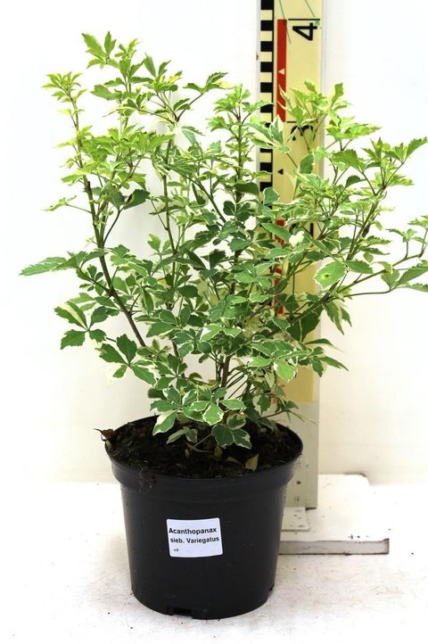 Eleutherococcus sieboldianus 'Variegatus'