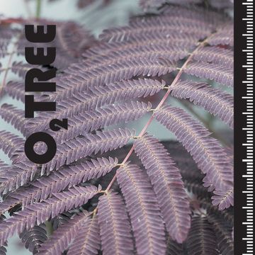 Albizia julibrissin 'Summer Chocolate'