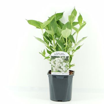 Weigela 'Bristol Snowflake'