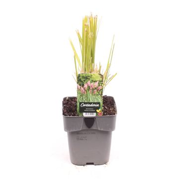 Cortaderia selloana 'Pink Feather'