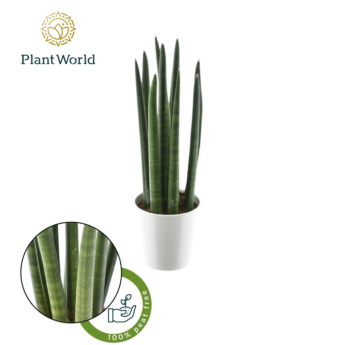 Sansevieria Cylindrica Spaghetti — Plant Wholesale Floraccess 