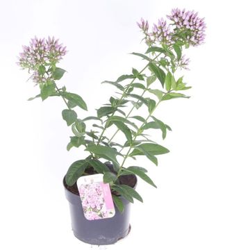 Phlox PINK EYE FLAME