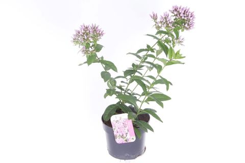 Phlox PINK EYE FLAME