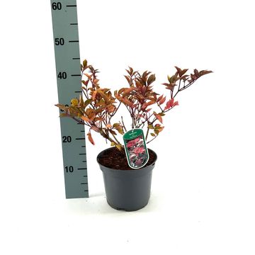 Sambucus nigra 'Thundercloud'