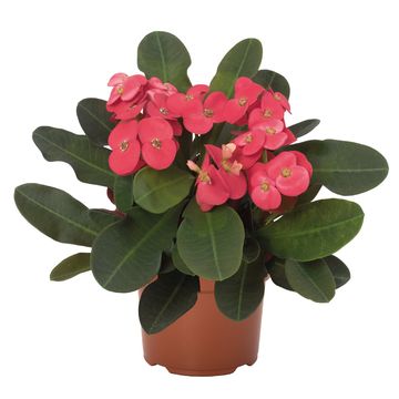 Euphorbia 'Solo Red'