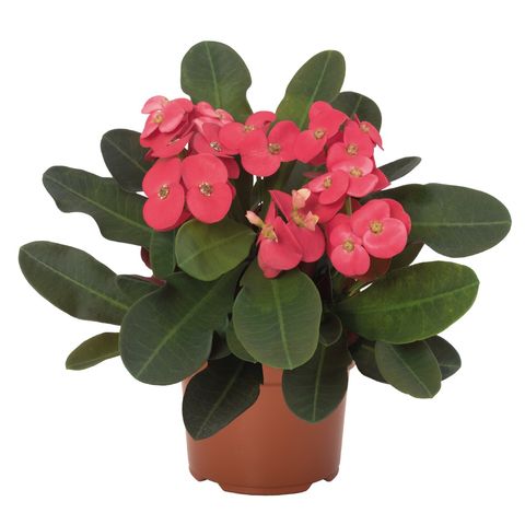 Euphorbia 'Solo Red'