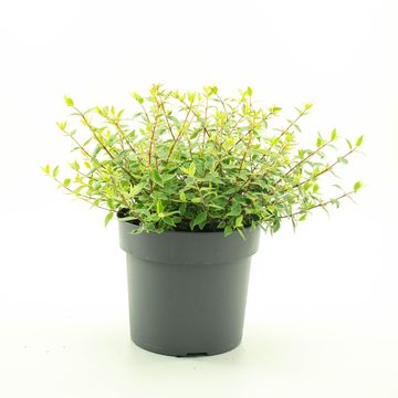 Abelia x grandiflora LUCKY LOTS