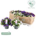 Campanula ADDENDA MIX