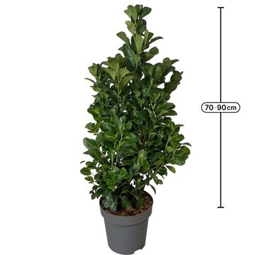 Prunus laurocerasus ETNA