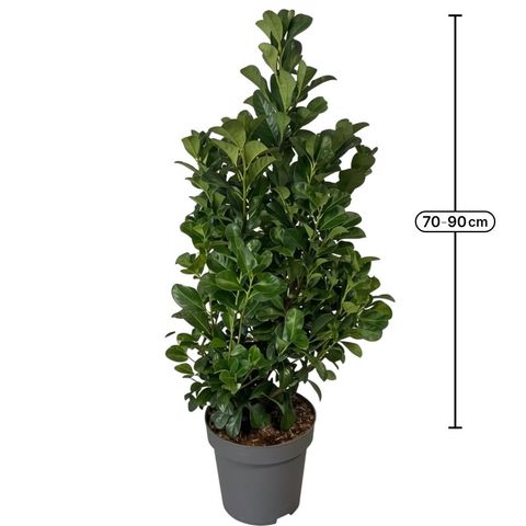 Prunus laurocerasus ETNA