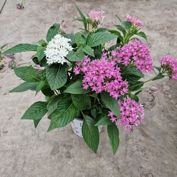 Pentas lanceolata MIX IN POT