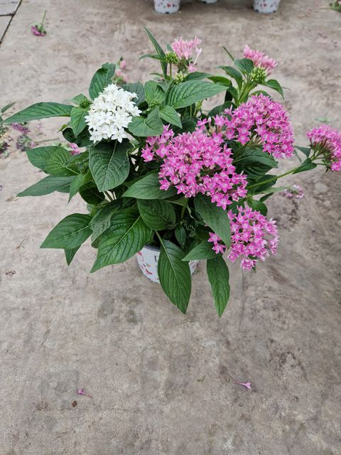 Pentas lanceolata MIX IN POT