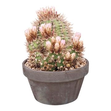 Gymnocalycium chacoense