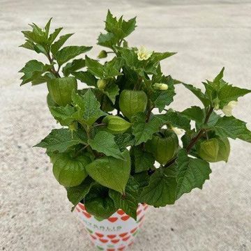 Physalis alkekengi franchetii