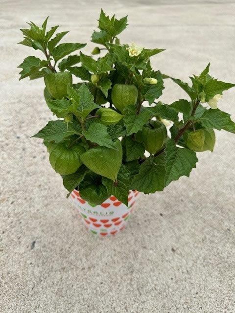 Physalis alkekengi franchetii