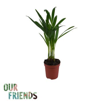 Areca catechu
