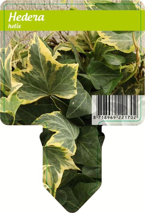 Hedera helix
