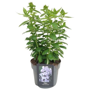 Phlox PINK EYE FLAME