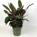 Calathea zebrina