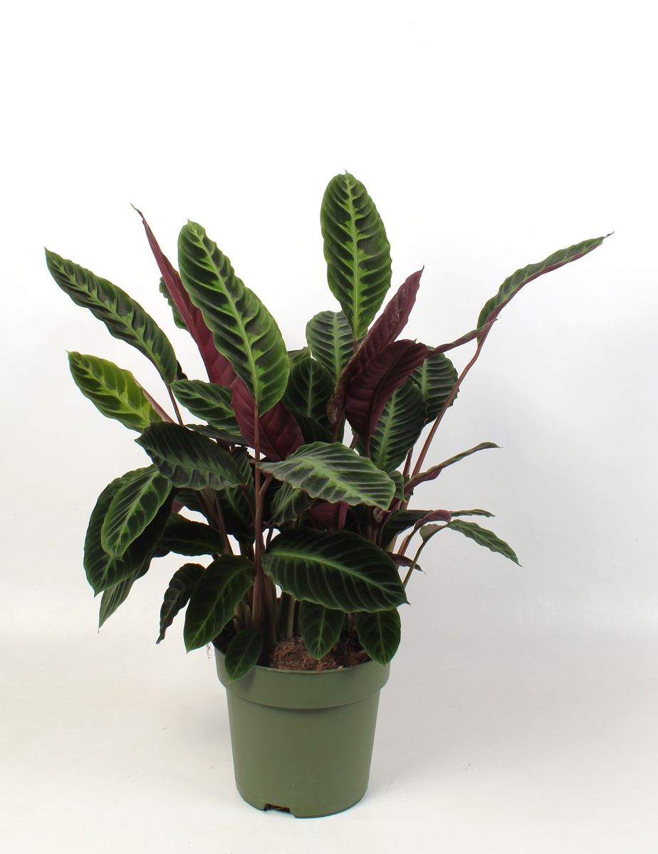 calathea beauty star pflege Calathea Beauty Star main image 0
