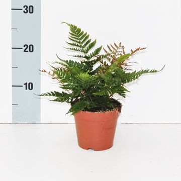 Dryopteris erythrosora prolifica