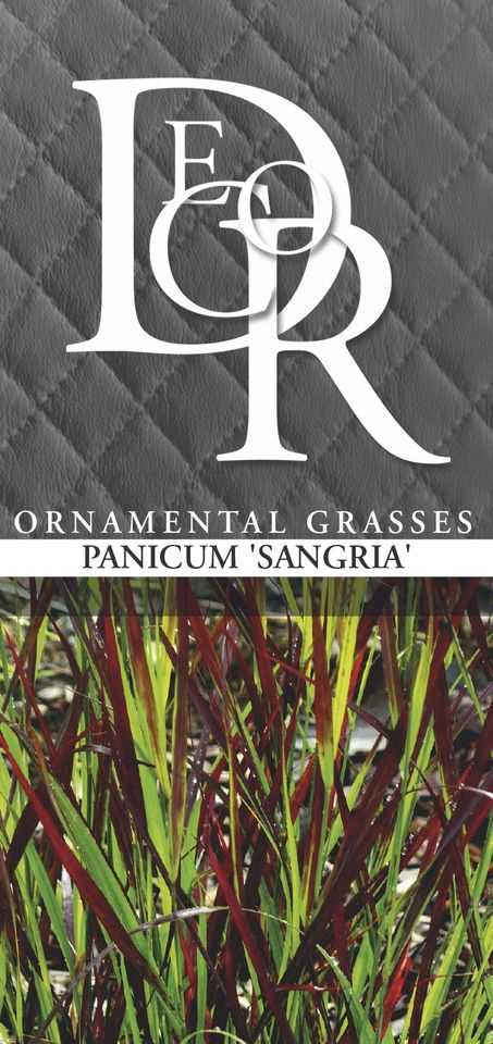Panicum virgatum 'Sangria'